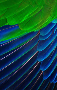 The original photograph of the wing feathers of a male Eclectus parrot taken by David Clode. It was used as the basis for the batik design.