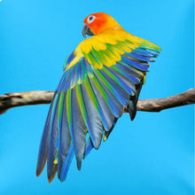 Poppy, the model for the Sun Conure hand-painted batik throw pillow
