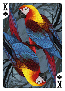 Cuban macaw featured in the Extinct Edition of the Parrot Playing Cards