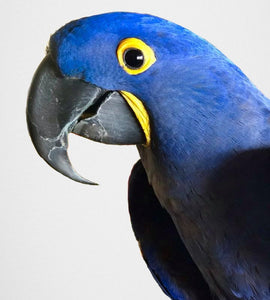 Ringo - the model for our Hyacinth macaw parrot clutch purse/wallet