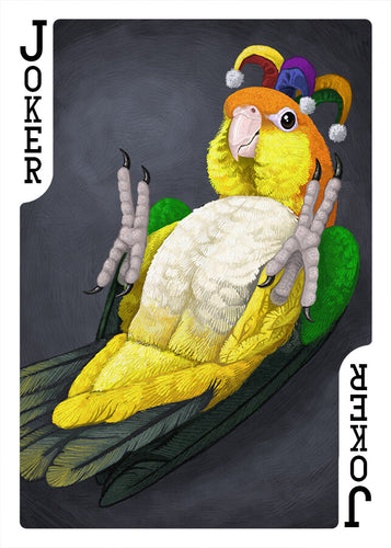 White-bellied Caique Joker playing card 