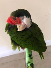 Rocky, the Cuban Amazon parrot model for the upcoming hand-painted batik pillow cover for your home decor