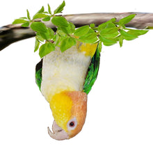 Rainy, the White-bellied caique model for our pillow covers